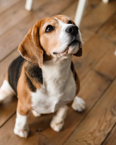 Close up of a beagle dog standing
